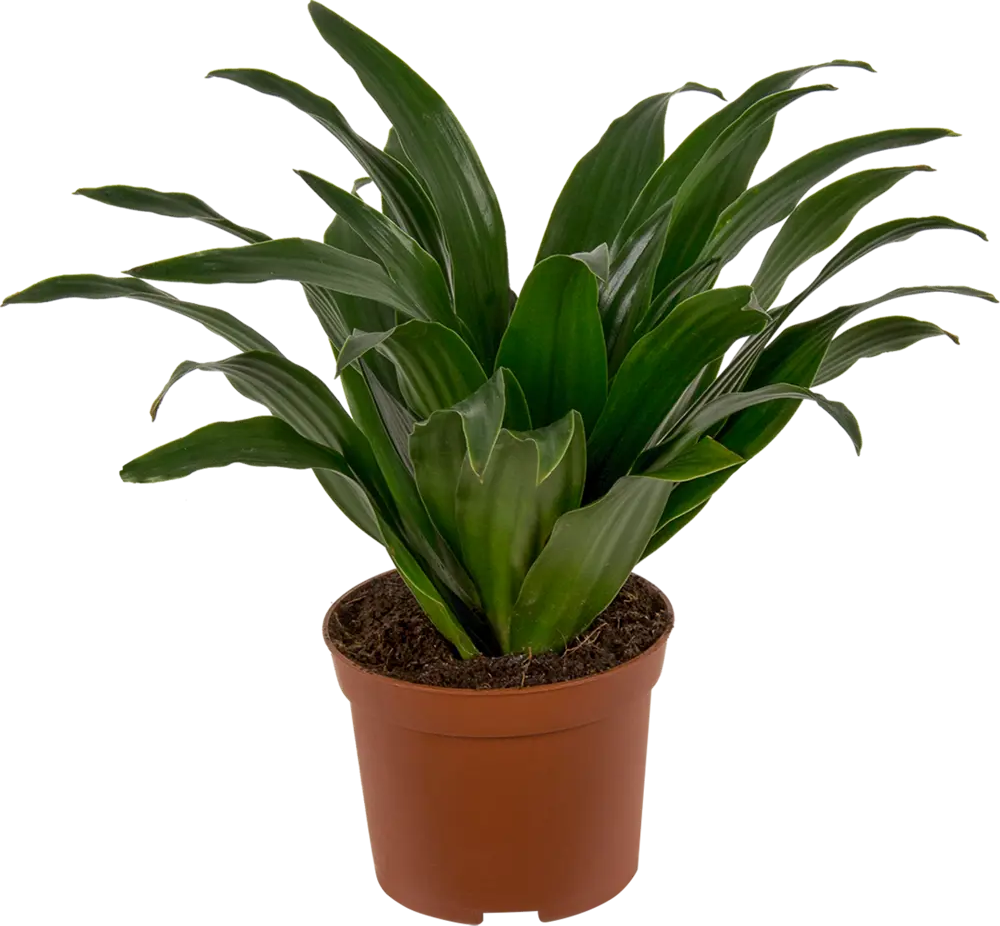 Santreyd Плант микс - декоративное растение для дома и офиса 14750574