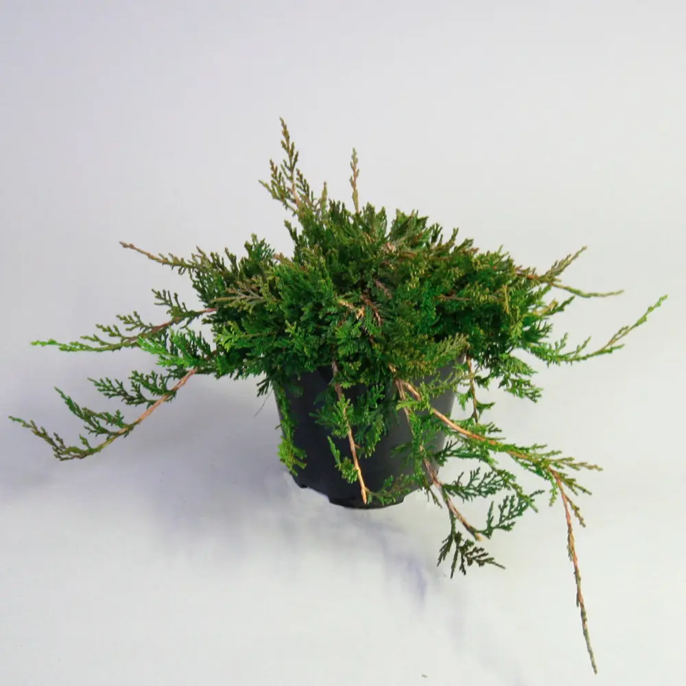 Можжевельник горизонтальный Вилтони ø19 h55 см 84834023 STLM-2184066 PLANTMARKET 