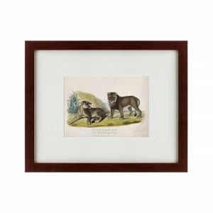 Литография на тонированной бумаге 42х52 см A pair of white or silver lions, 1830 КАРТИНЫ В КВАРТИРУ  135638 Бежевый;белый;черный;разноцветный