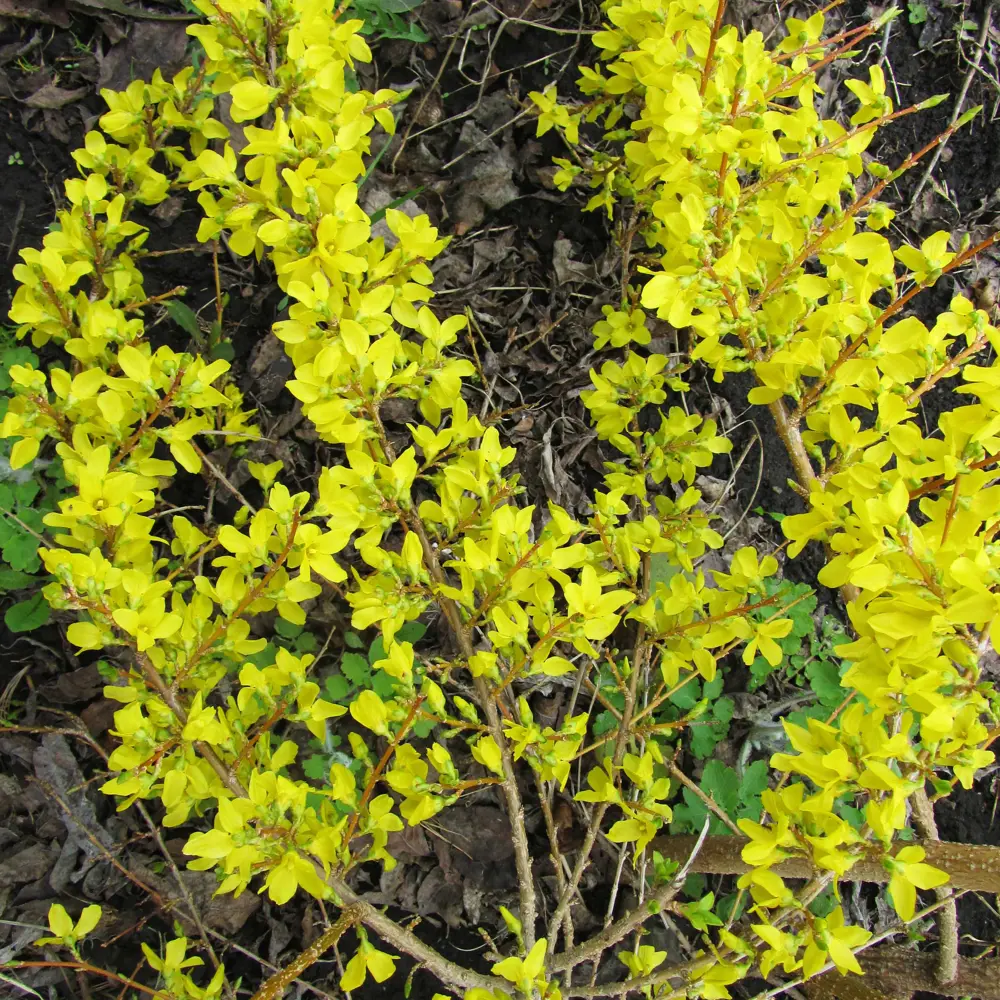 Форзиция Santreyd - солнечный кустарник для вашего сада 81954844 STLM-0015197