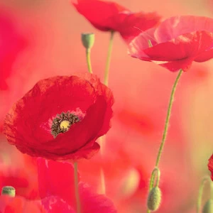 A1-019 Фотообои DIVINO Collection A 2.7х2 м