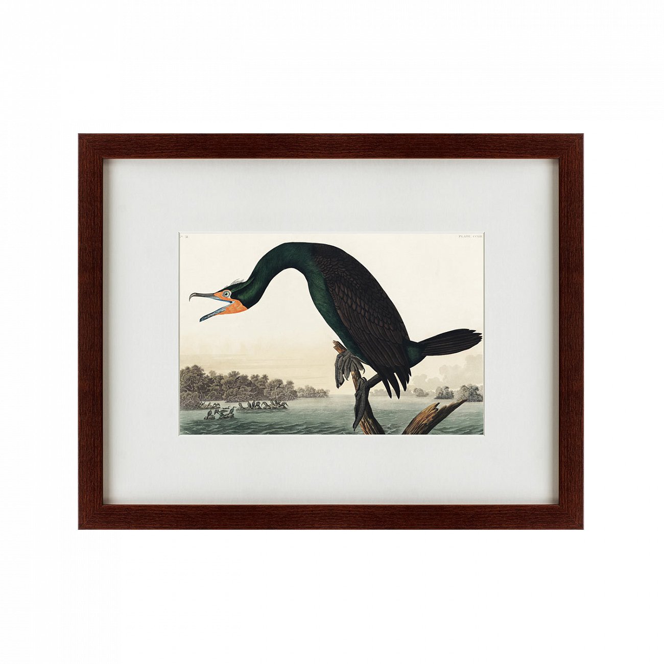 Литография на тонированной бумаге 47х60 см Florida Cormorant, 1835 КАРТИНЫ В КВАРТИРУ  191725 Белый;коричневый;разноцветный  - Вид №1