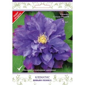 Клематис крупноцветковый Вивьян Пеннел h15 см 83431365 STLM-2198616