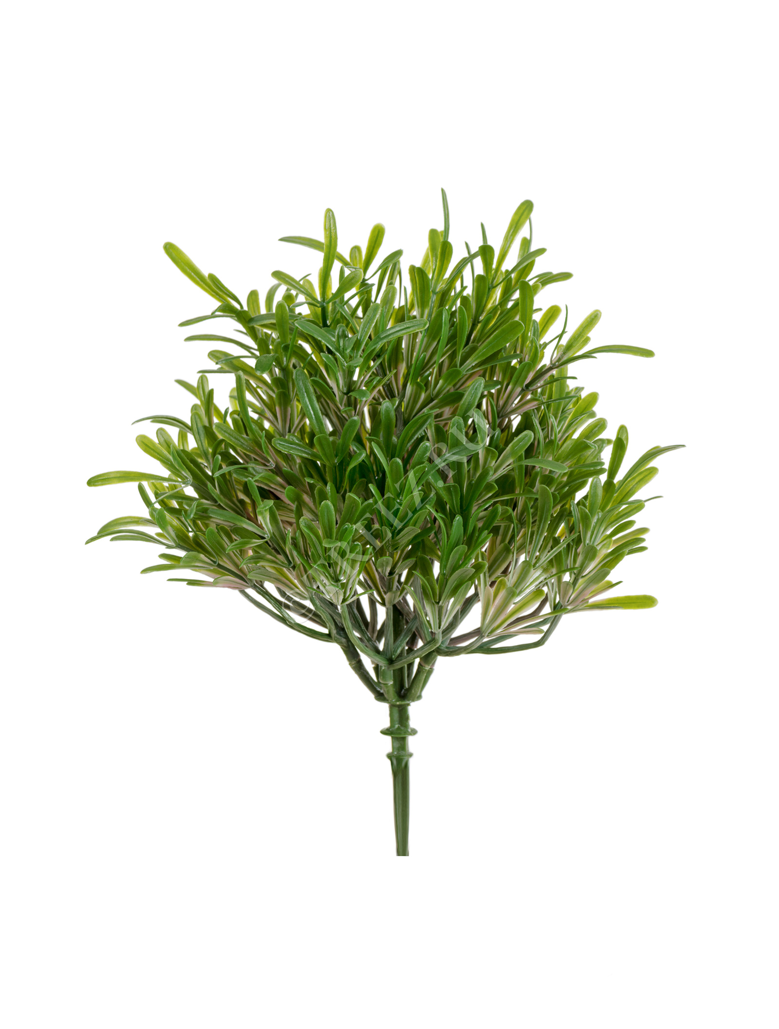 20.0219068GPN Трава Розмари Фэт куст (2 размера) Цветочная коллекция  - Вид №1