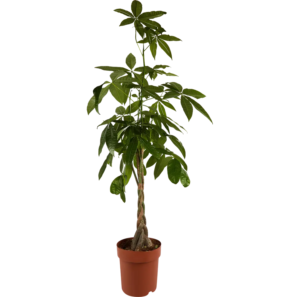 Santreyd Пахира Акватика — изящное комнатное дерево с пышной кроной 84586934 STLM-0052397 - Вид №1