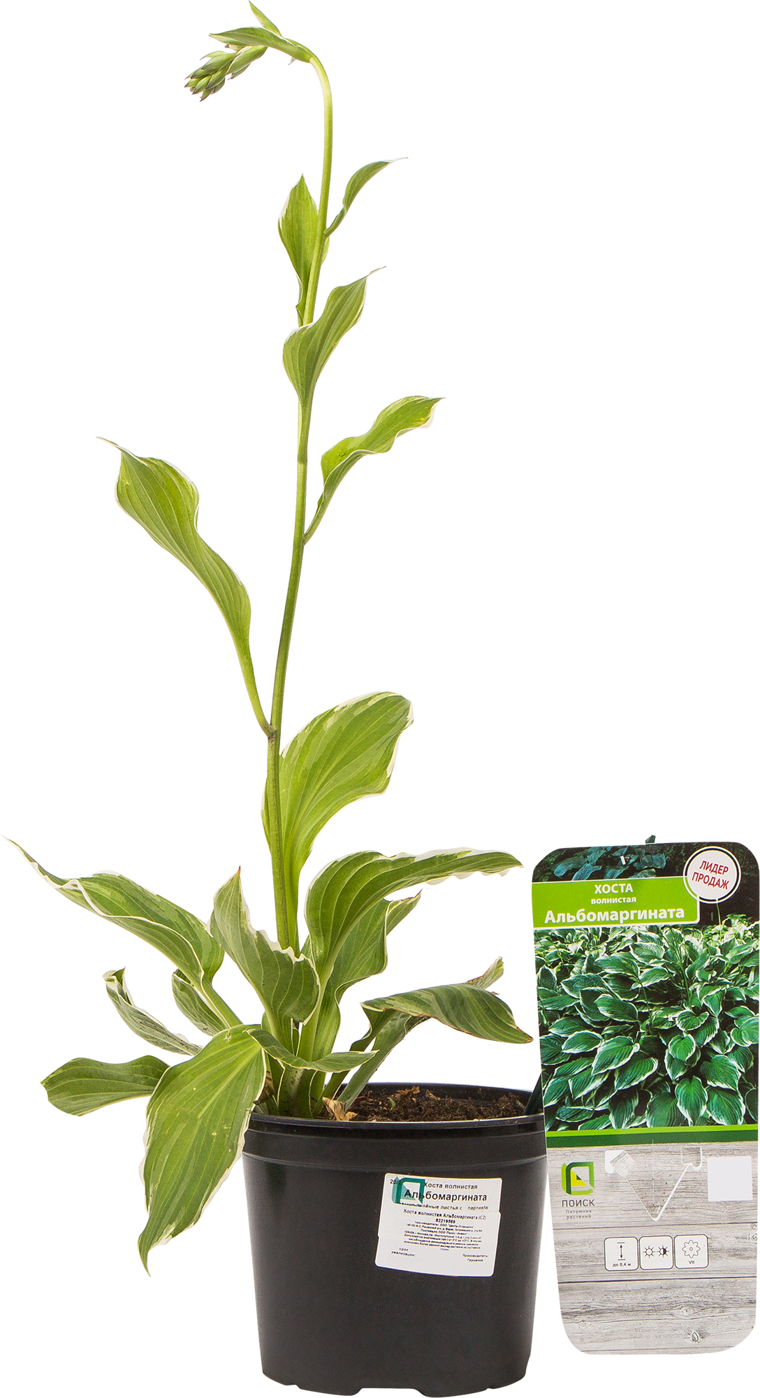 Хоста волнистая Альбомаргината Santreyd - саженец с бело-зелеными листьями 82219569 STLM-0022223 - Вид №2