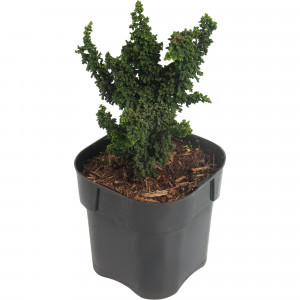 82176398 Кипарисовик тупой «Пигмеа» 2-3 л 15-20 см