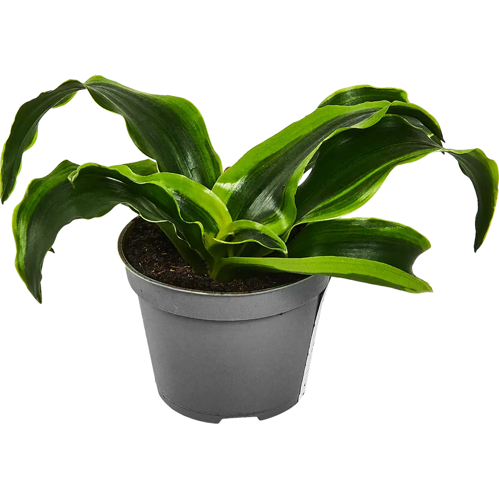 Santreyd Драцена микс — изящное комнатное растение для вашего интерьера 89352941 STLM-0951338