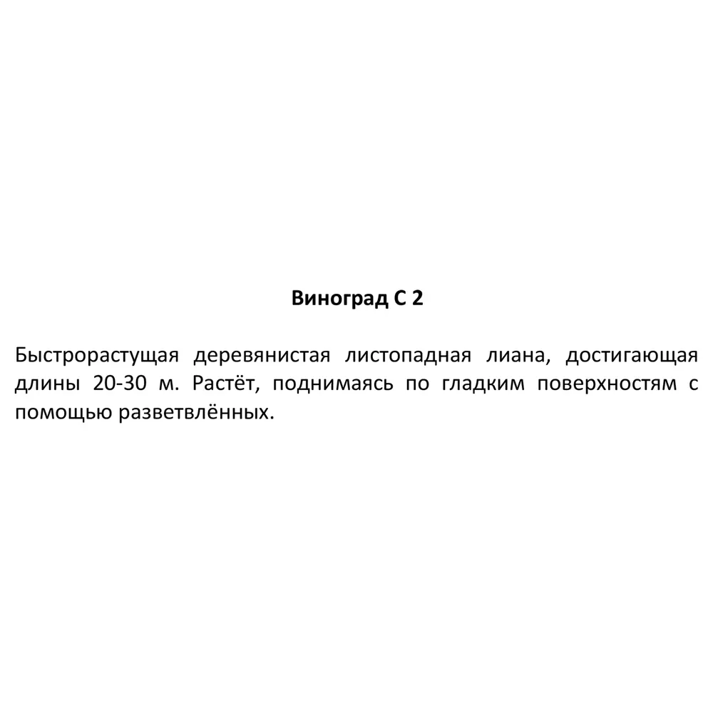 Виноград ø17 h60 см 83248552 STLM-2140708 Santreyd  - Вид №3
