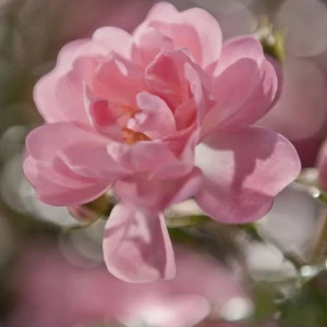 4-713-Bouquet Фотообои Komar Vol.15 2.54х1.84 м