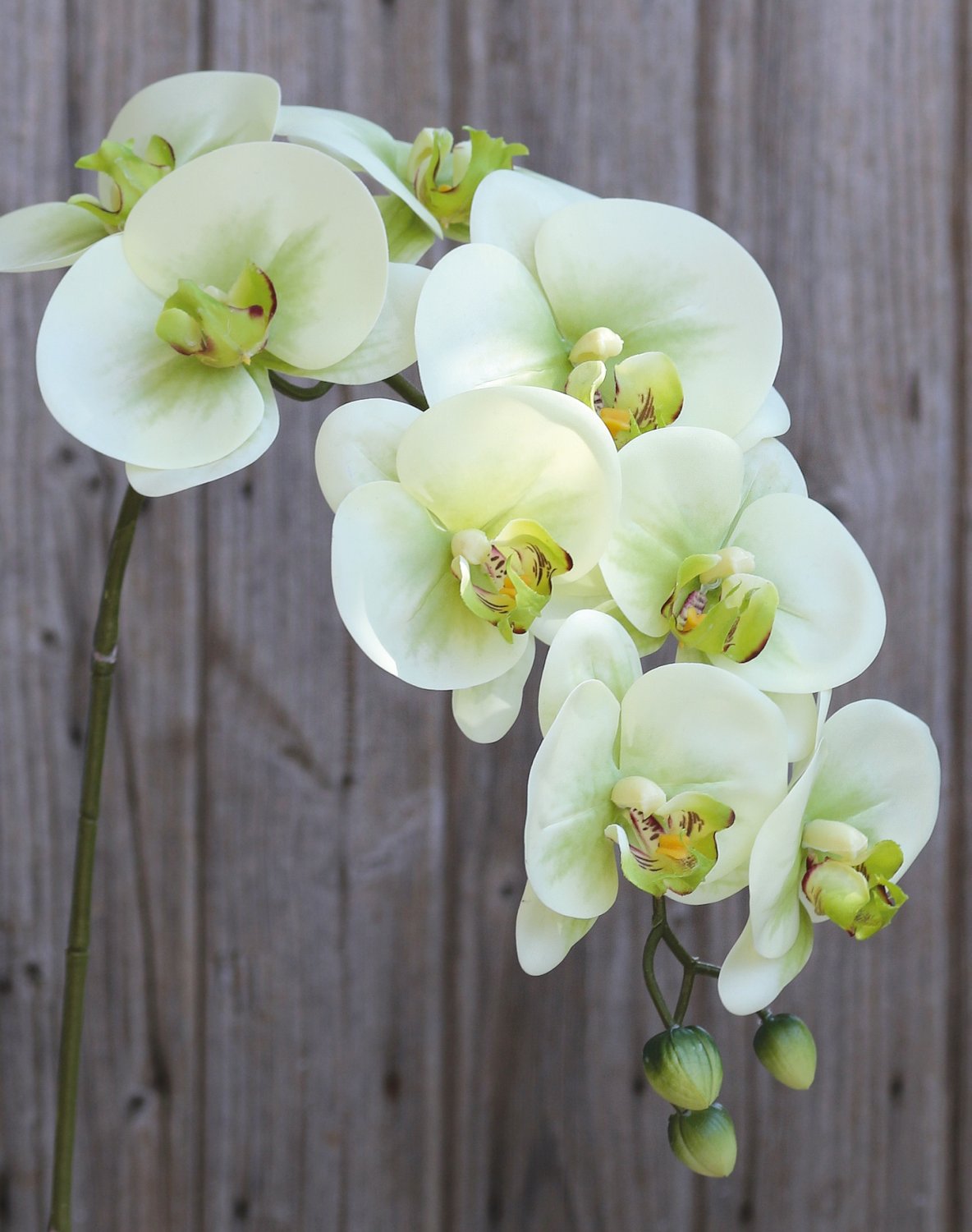 2845 788 a3 Пластиковая орхидея Phalaenopsis, 100 см, real touch soft, бежево-зеленая H-andreas 