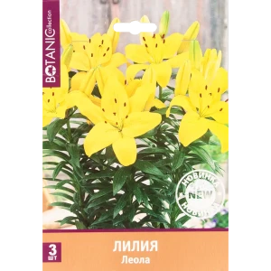 Лилия Леола 12/14, 3 шт 82539356 STLM-2161600