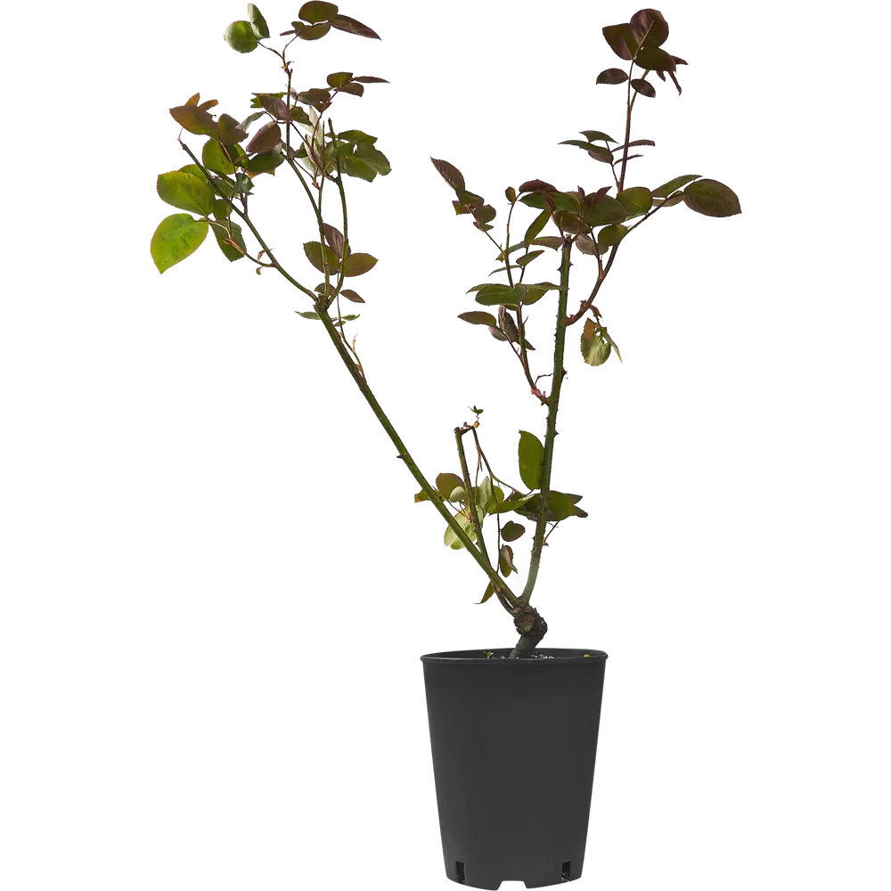 Роза чайно-гибридная Биг Перпл ø19 h55 см 84827526 STLM-2165358 PLANTMARKET 