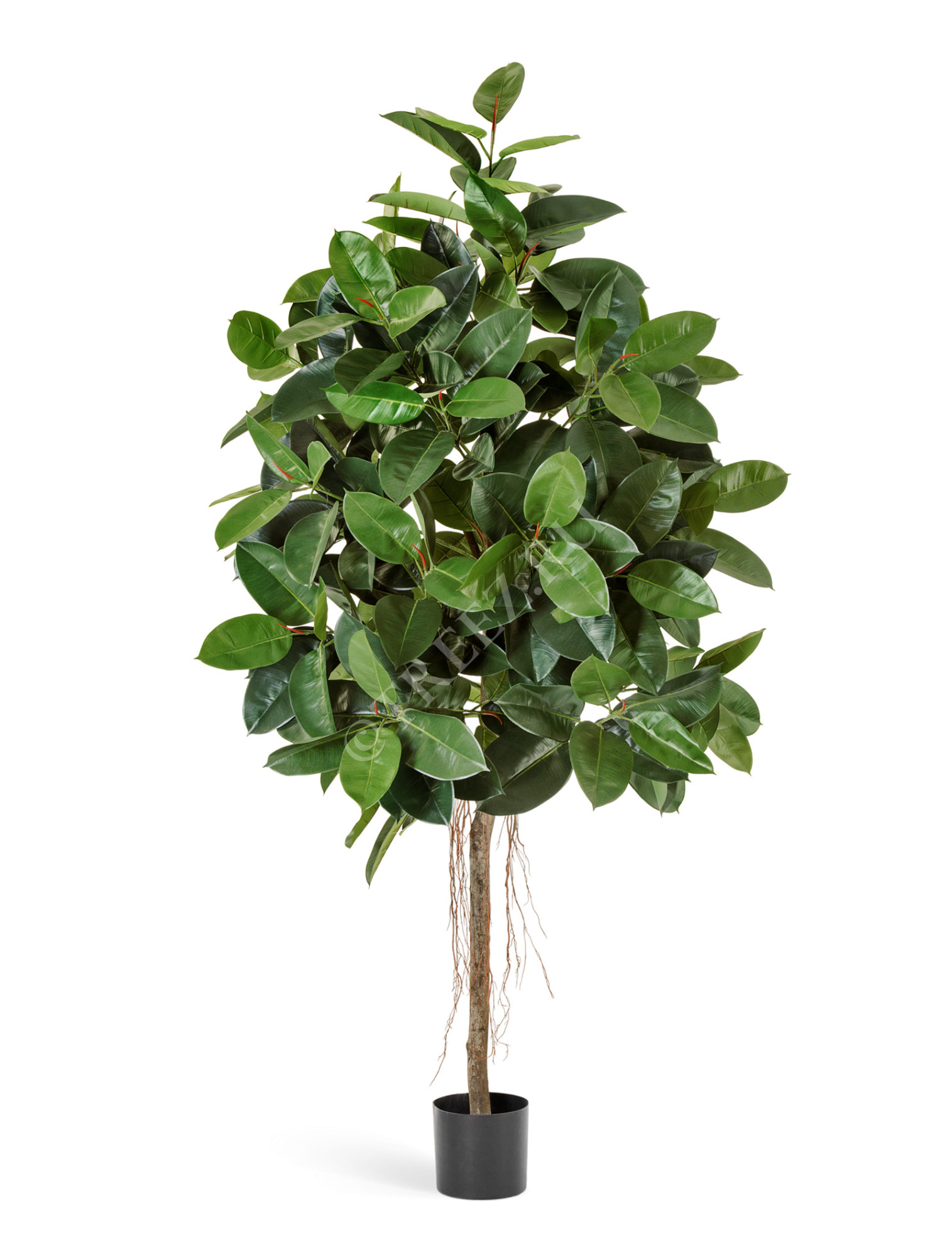 10.33405N Фикус Эластика зелёный Цветочная коллекция 