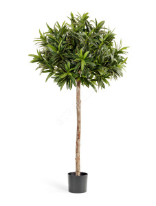 10.37505N Кротон Голдфингер зонтичный 150 см Цветочная коллекция