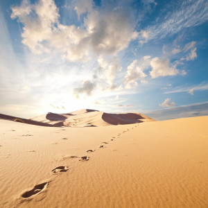 2120/CX38 Картина 2120 Adriani e Rossi