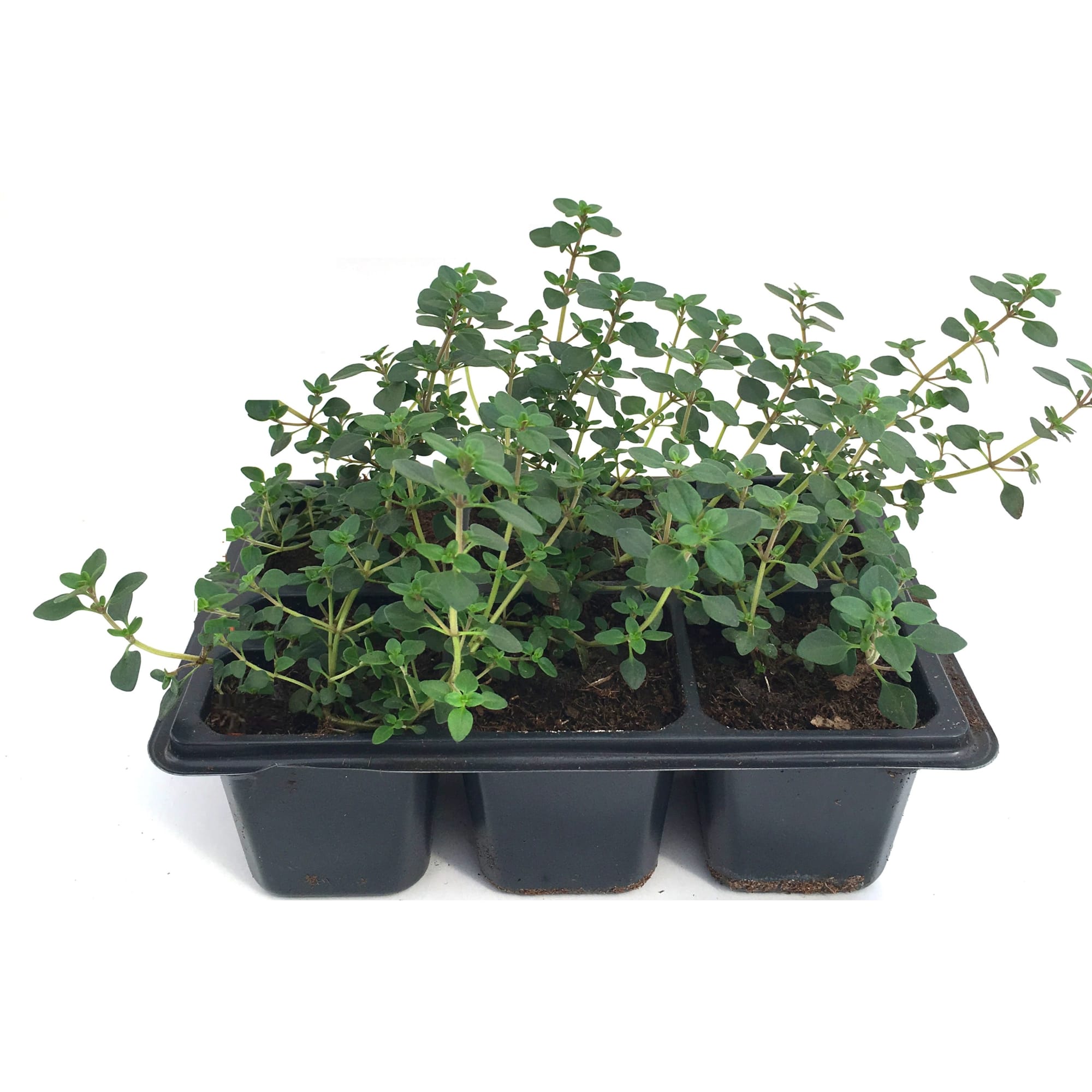 82585489 Тимьян в кассете, 6 шт Santreyd  - Вид №2