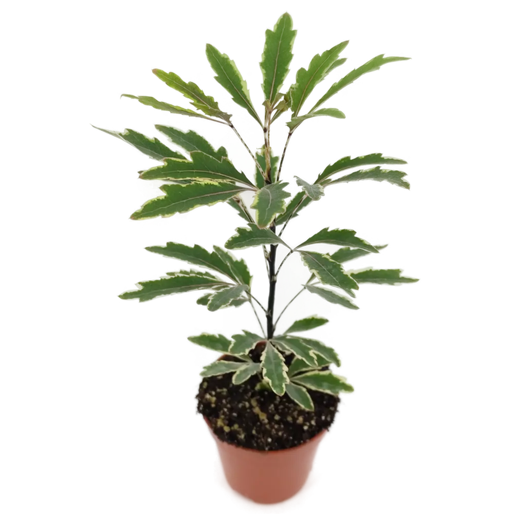 Santreyd Шеффлера Джемини - элегантное декоративное растение с резными листьями 82932700 STLM-0966489