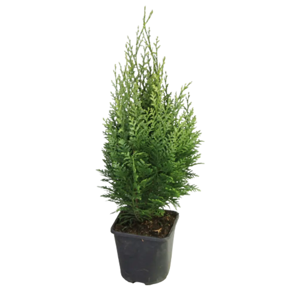 Кипарисовик Лавсона Уайт Спот ø14 h45 см 84834919 STLM-2101343 PLANTMARKET 