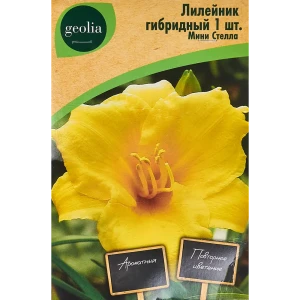 Лилейник Geolia гибридный Мини Стелла 86408703 STLM-2099337