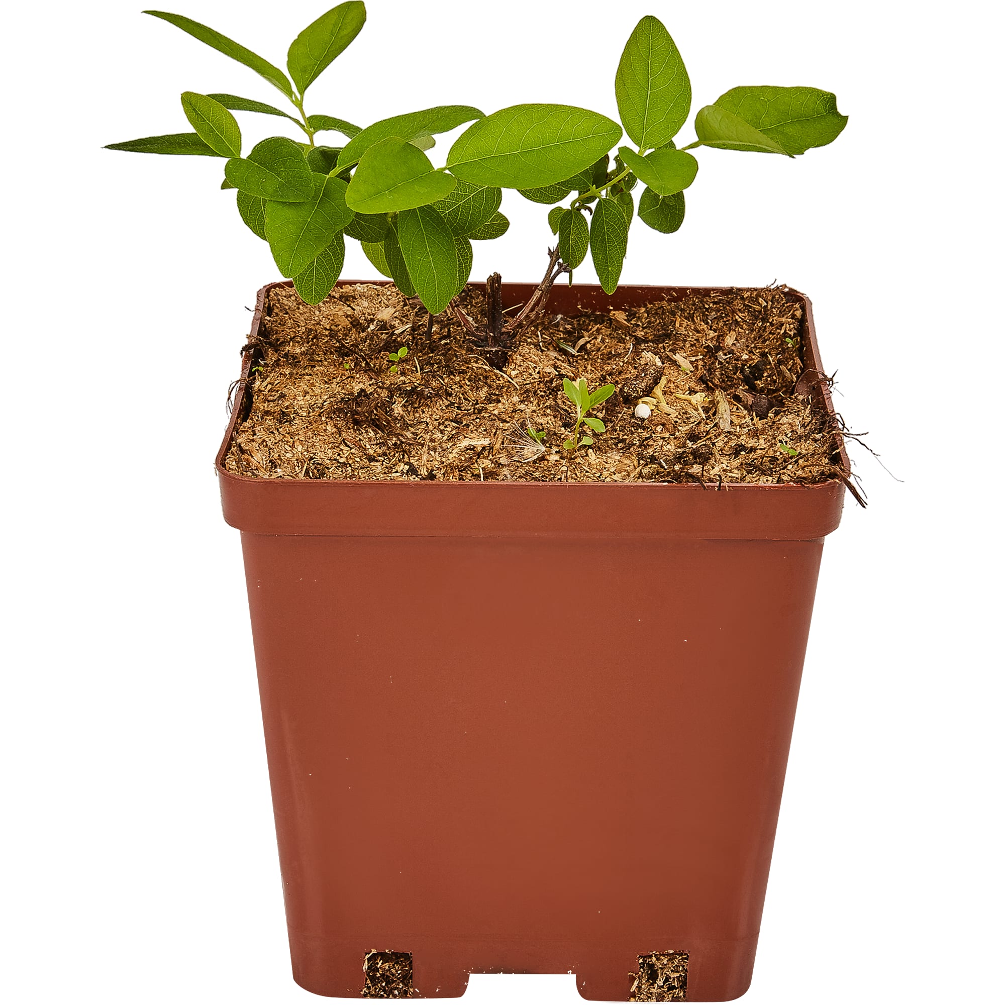 82597079 Жимолость плодовая «Длинноплодная» C3 высота 50 см Santreyd  - Вид №2