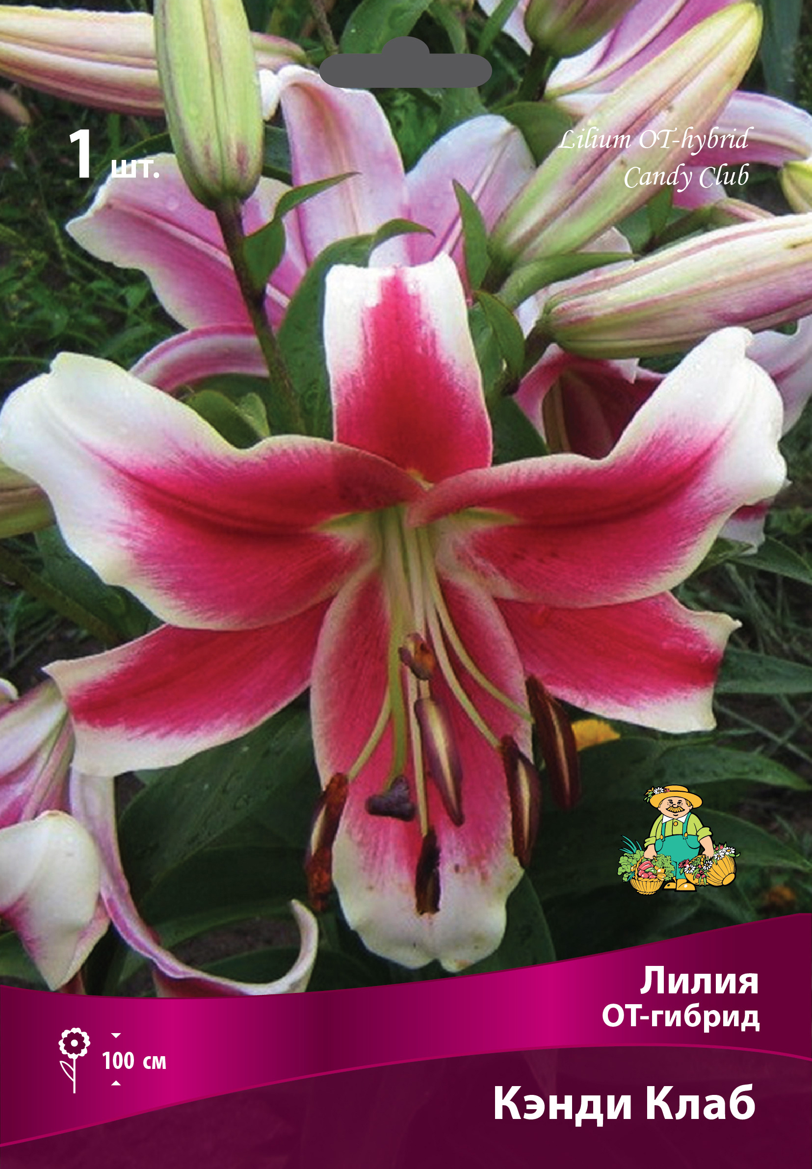 Лилия ОТ-гибрид Кэнди Клаб Santreyd - пурпурно-малиновая с белым краем 83597439 STLM-0042349