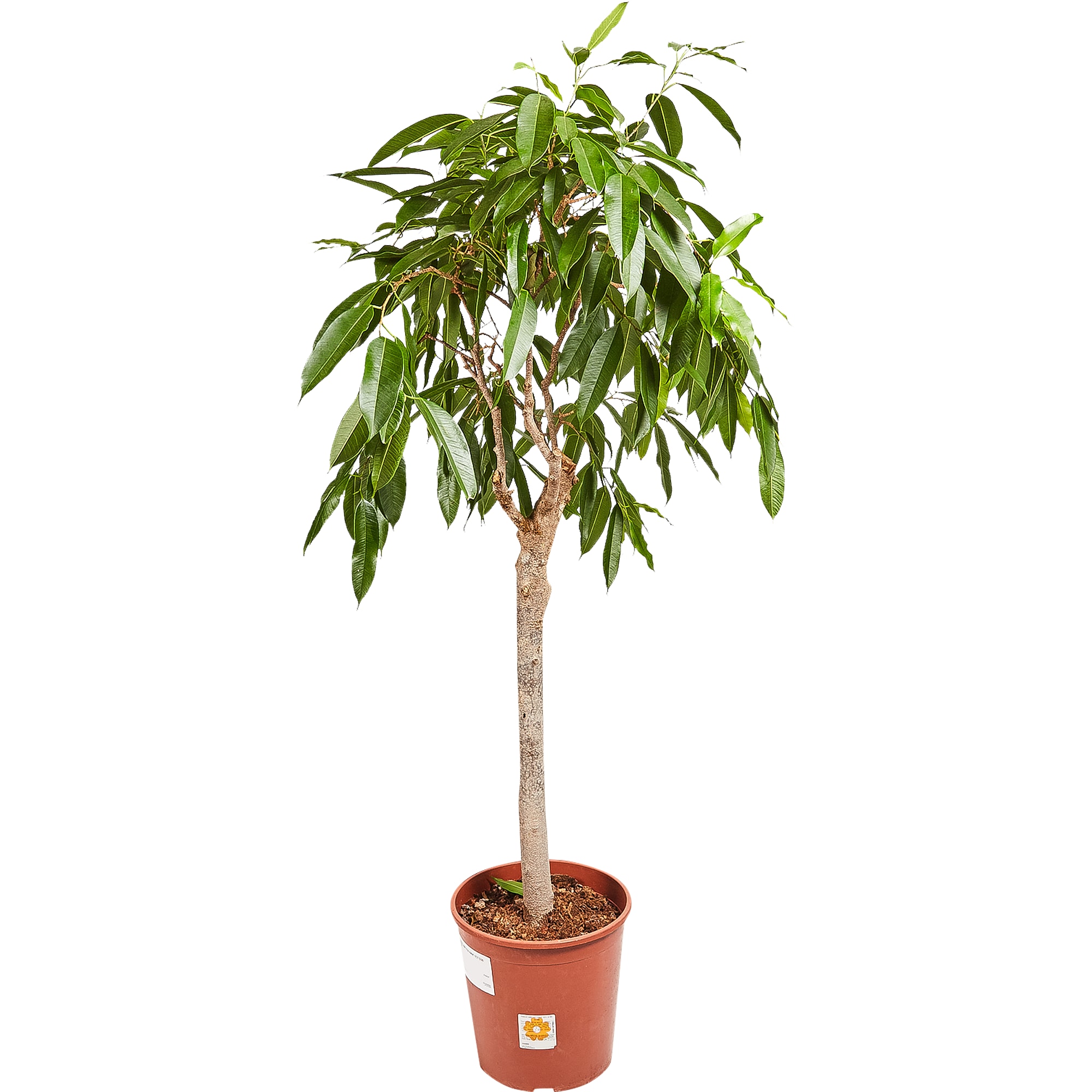 82849682 Фикус "Амстел Кинг" 30х140 см Santreyd 