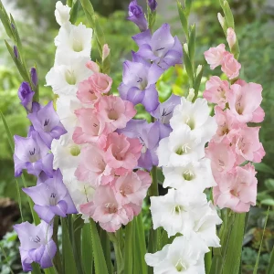 Гладиолус «Pastel mixed», 10х12 см 13064214 STLM-2078984