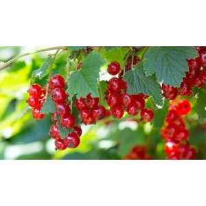 Смородина красная h15 см 87718520 STLM-2041045