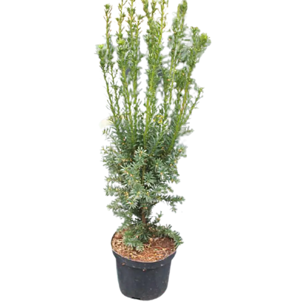 Тис средний Хиллии ø15 h45 см 84834835 STLM-2029945 PLANTMARKET 