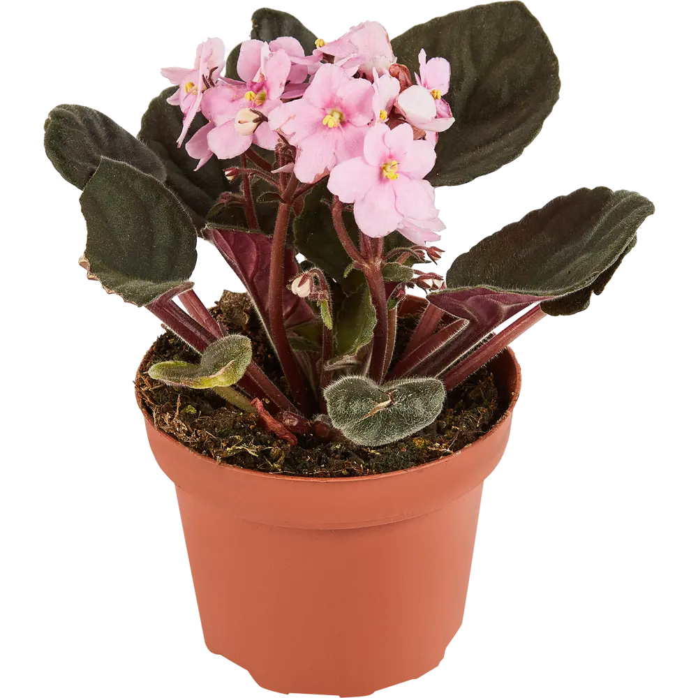 Santreyd Фиалка Иннова Спектра — комнатное растение с бархатными листьями 86750214 STLM-0071265 - Вид №1