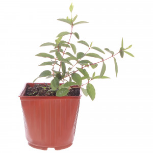 81954919 Жимолость плодовая С3 «Амфора» h50