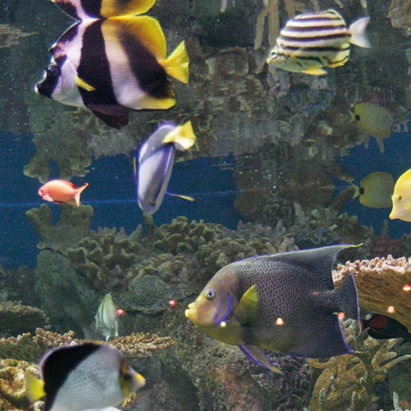 1228/CX38 Картина 0129 Adriani e Rossi 