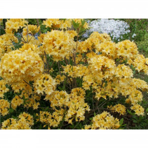 82176112 Азалия нэп-хилл «Нарциссифлора» P9