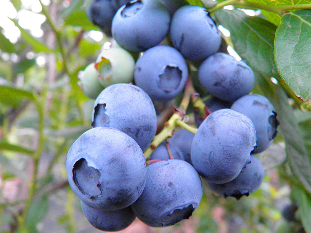 Голубика Нельсон — многолетняя рассада для сада 84834889 PLANTMARKET STLM-0055854