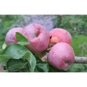 Яблоня Подарок Графскому - саженец с крупными плодами высокая зимостойкость 85325543