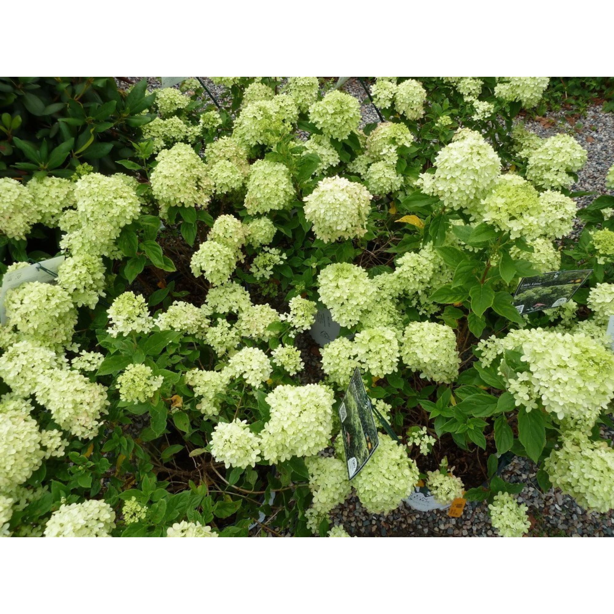 15711411 Гортензия метельчатая Литтл Лайм, P9 Santreyd 