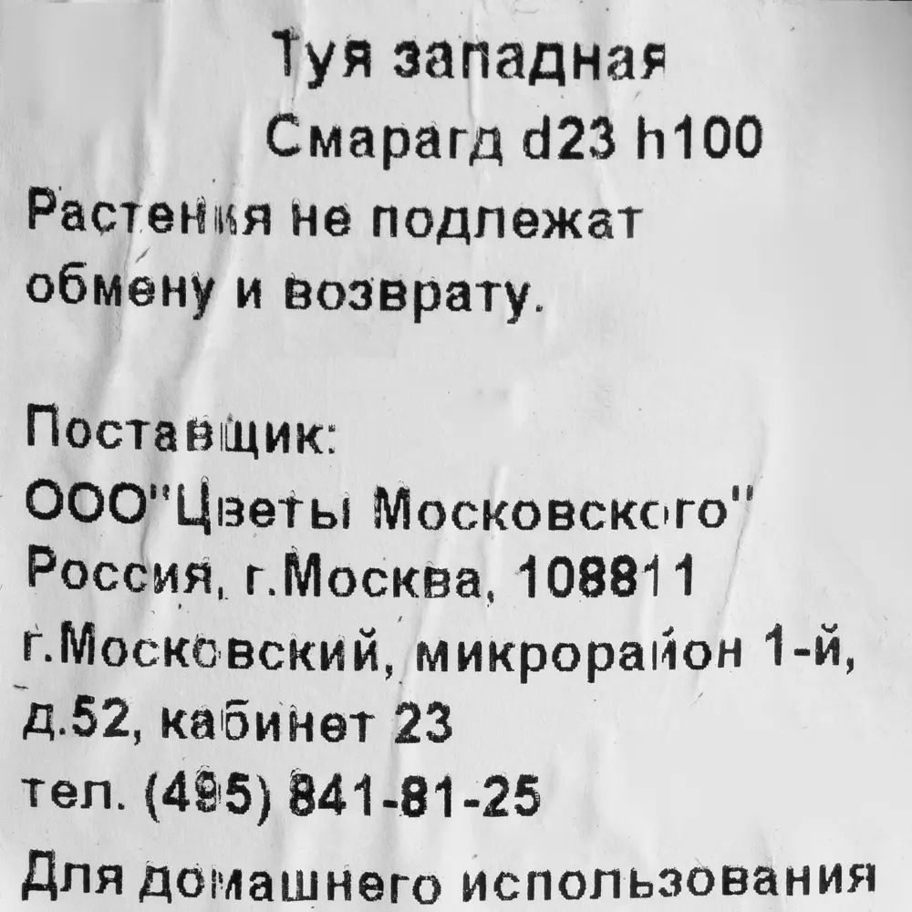Туя западная «Смарагд» 3 л h100 см 82219054 STLM-2184627 Santreyd  - Вид №2