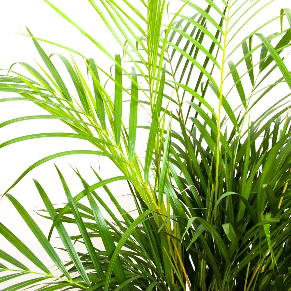 Santreyd Арека Пальма — тропический акцент для вашего интерьера 86749958 STLM-0071213 - Вид №1