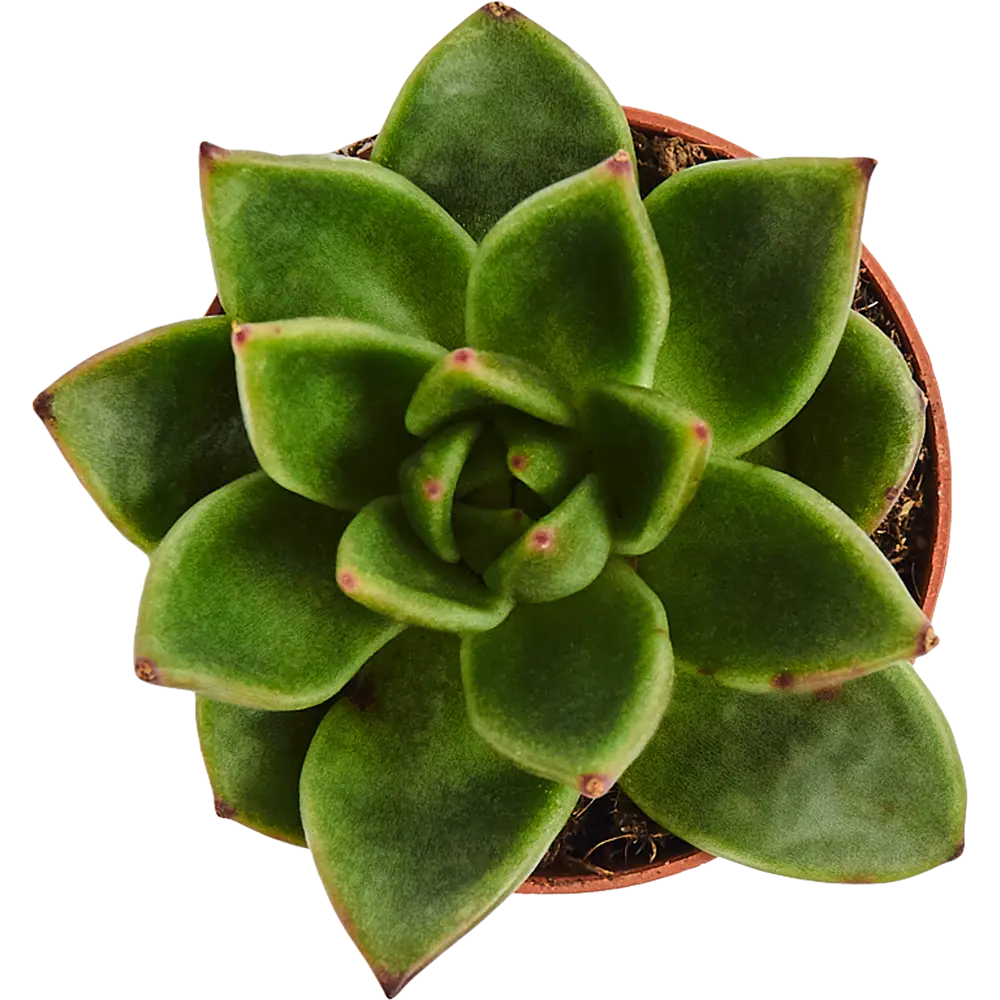 Santreyd Эхеверия Зонен - суккулент для стильного интерьера 82580051 STLM-0030561 - Вид №1