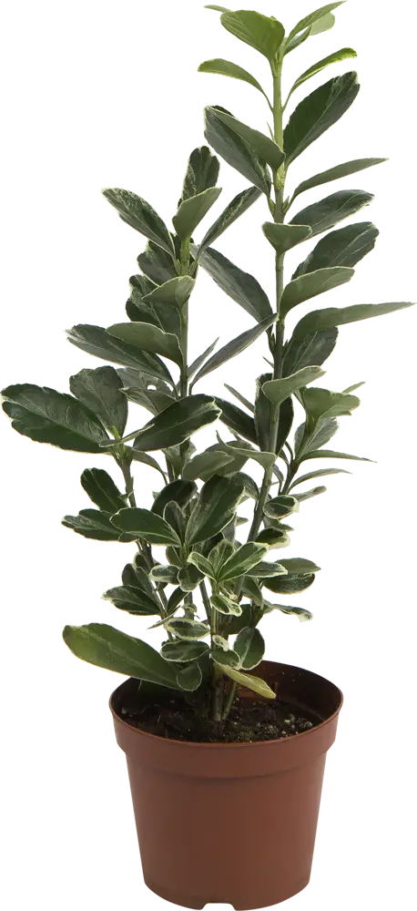 Бересклет Santreyd - декоративный кустарник с пестрой листвой 82649981