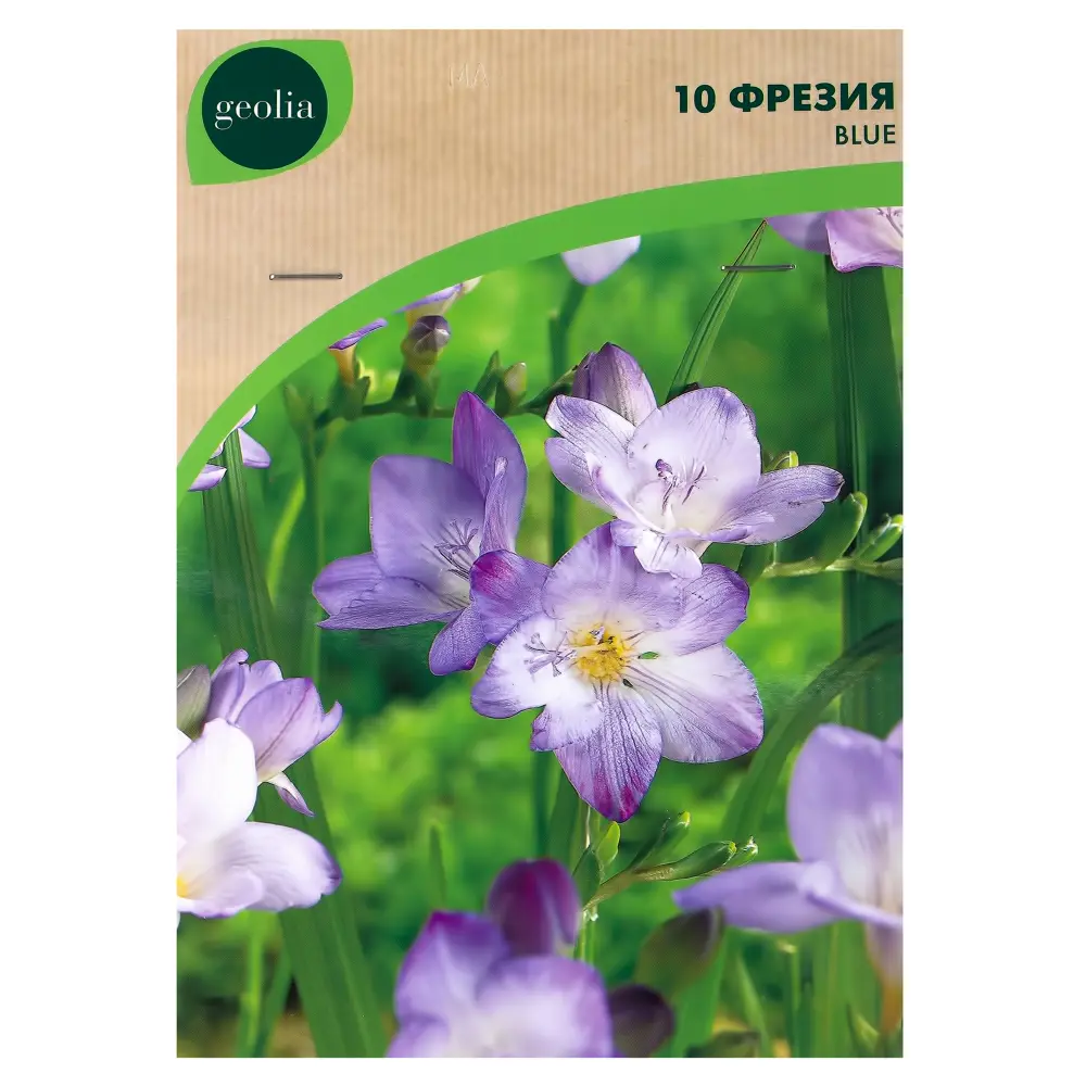 Фрезия Geolia «Single Blue», 5х6 см 15549311 STLM-2040444 