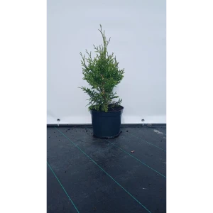 Туя западная Брабант ø19 см h60-80 см 85088218 STLM-2068459