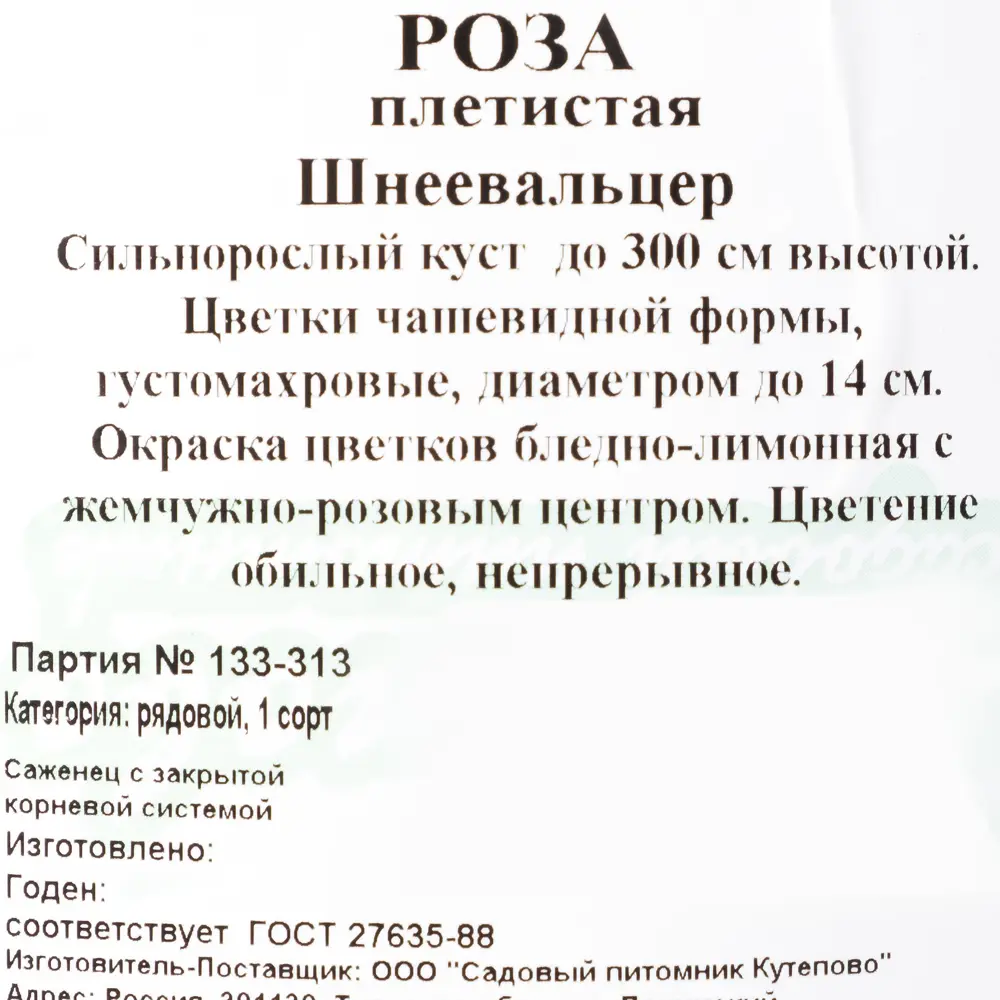 Роза плетистая «Шнеевальцер» С4 82237666 STLM-2204016 Santreyd 