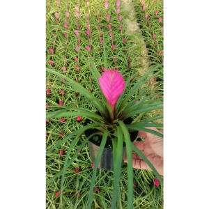 Тилландсия микс ø10 h20 см