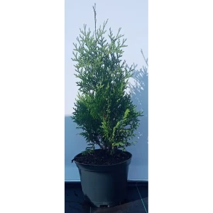 Туя западная Холмструп ø19 см h40-60 см 85088175 STLM-2137782