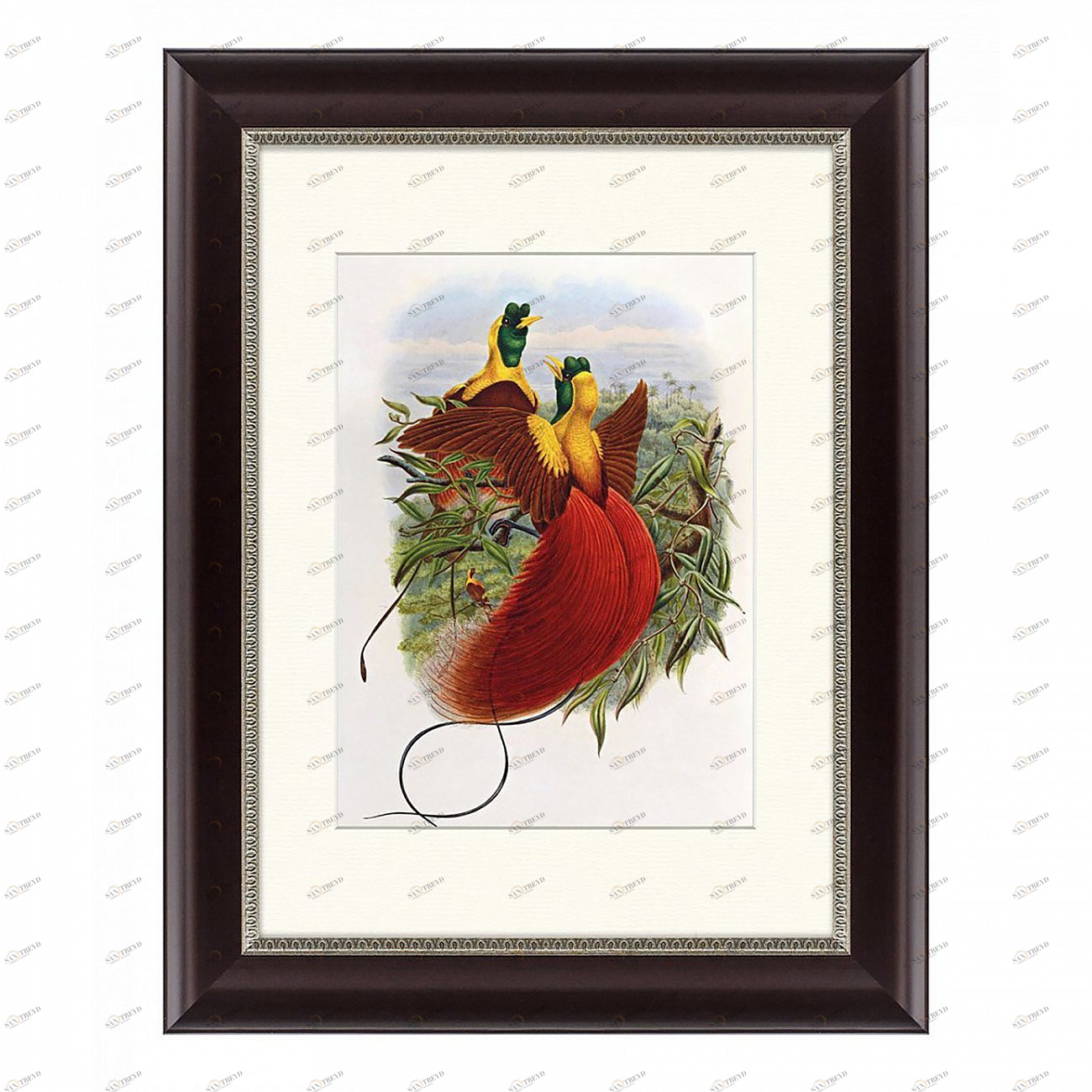 Литография на тонированной бумаге 45х35 см "Красные райские птицы, 1880г" КАРТИНЫ В КВАРТИРУ  093841 Бежевый;белый;красный;разноцветный 