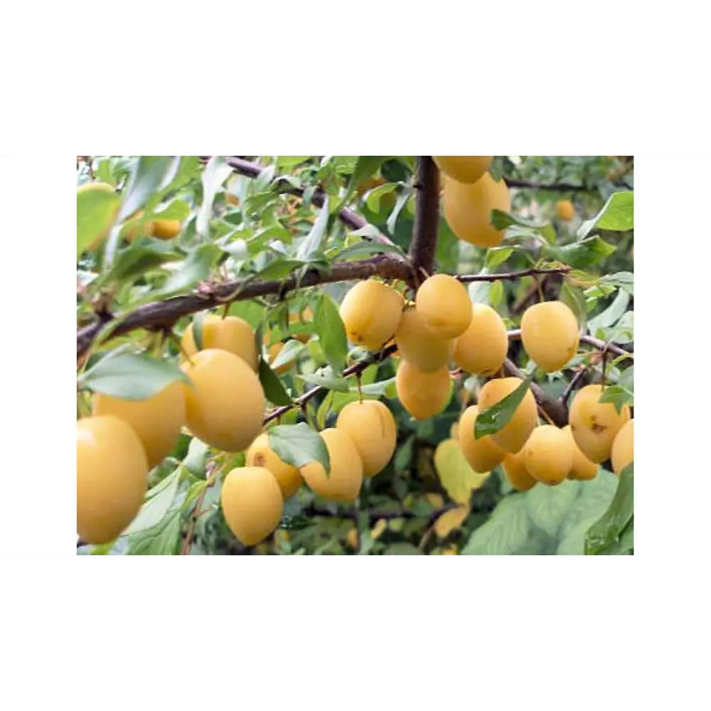 Слива Утро ø22 h125 см PLANTMARKET STLM-2009286