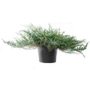 Можжевельник казацкий Глаука ø60 h60 см