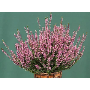 Santreyd Вереск Лена розовый - вечнозеленый кустарник для сада 89382931